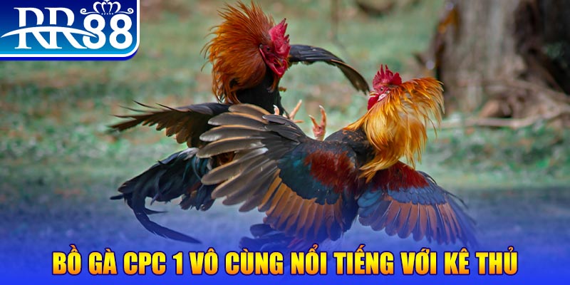 Bồ gà CPC 1 vô cùng nổi tiếng với kê thủ