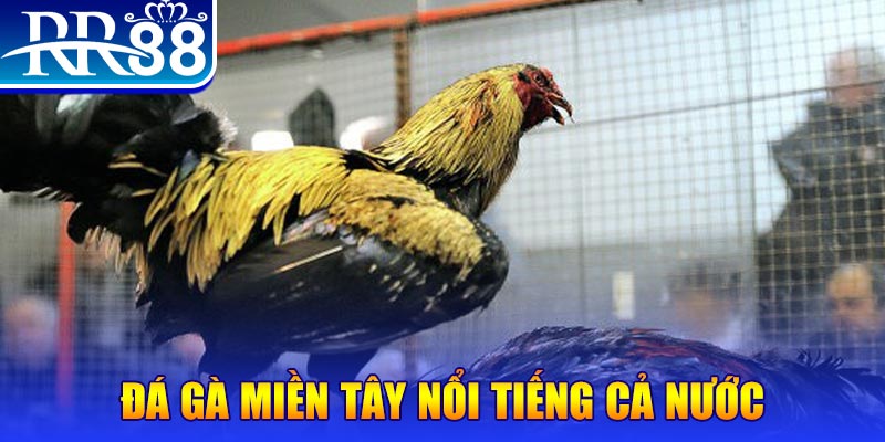 Đá gà miền Tây nổi tiếng cả nước