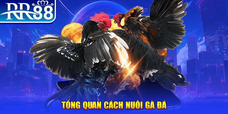 Tổng quan cách nuôi gà đá