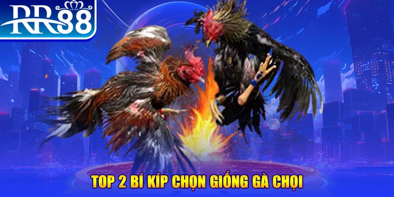 Top 2 bí kíp chọn giống gà chọi